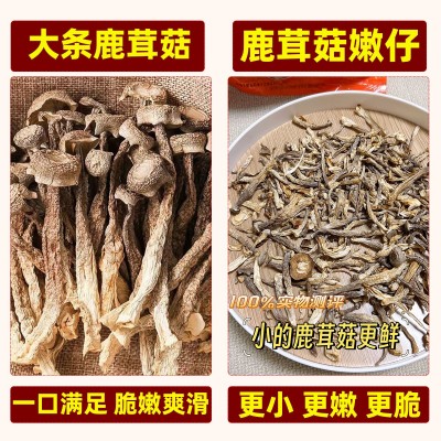 高山鹿茸菇干货批发10斤商用鹿茸菌福建菇里巴巴古田特产新鲜脆脆图3