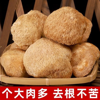 古田猴头菇干货深山煲汤猴菇头非新鲜500g菌菇袋装批发直销养胃图3
