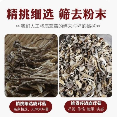 精选鹿茸菇干货福建古田特产净重500g非特级新鲜鹿茸菌商用脆脆菇图5