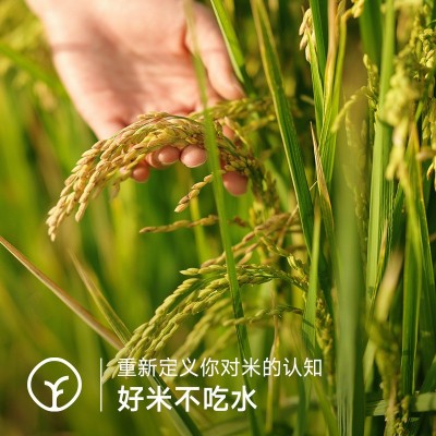 天选新疆沙漠乳香米袋装色如羊脂大米饭若美珀一口难忘2.5kg一袋图5