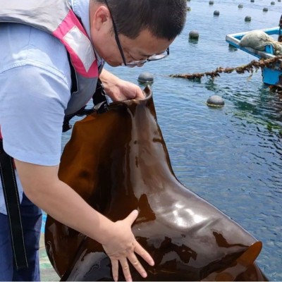 1000克g干海带干 昆布海鲜干货水产干制品批发出口品质图4