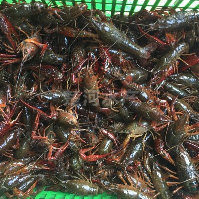 【6钱以上大青/大红】干净饱满！湖北潜江鲜活小龙虾批发活的龙虾图2