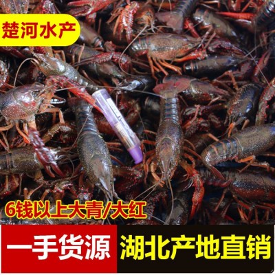 【6钱以上大青/大红】干净饱满！湖北潜江鲜活小龙虾批发活的龙虾