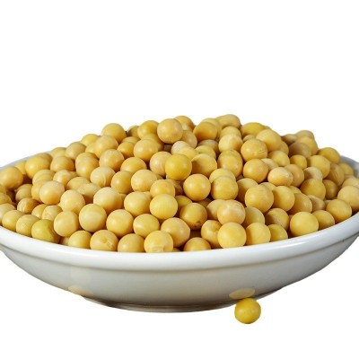 小金黄芽豆 小圆豆珍珠粒芽豆批发 生豆芽用产地货源散装批发98斤图5