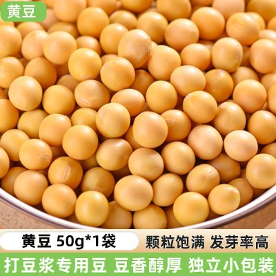黄豆新货农家自种大豆子五谷杂粮生的发豆芽打豆浆专用小黄豆图5