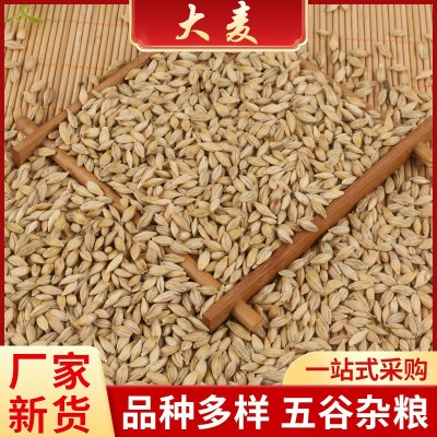 厂家现货 带壳大麦 酿酒农作谷物 大麦农作谷物饲料 五谷杂粮袋装图2