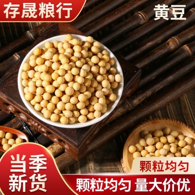 黄豆磨粉原料批发豆浆原材料黄豆现货大粒黄豆五谷打豆浆黄豆原料图2