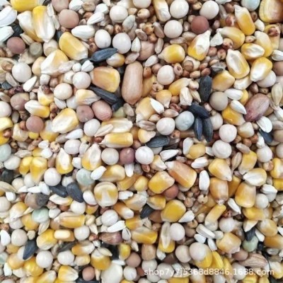 精品鸽粮有玉米无玉米鸟食饲料鸽子用品大全保健砂幼鸽成鸽观赏鸽图3