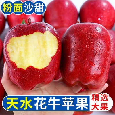 【超低价】甘肃天水花牛苹果可刮泥粉面蛇果辅食水果新鲜10斤装图1