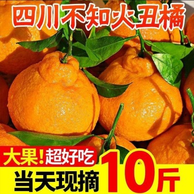 耙耙柑四川橘子新鲜应季水果现摘薄皮春见粑粑柑丑柑桔子整箱批发图2