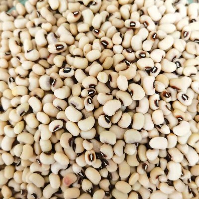 黑嘴白豇豆五谷杂粮 白豇豆白饭豆眉豆批发 五谷杂粮供应散装褐嘴图3