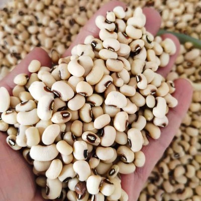黑嘴白豇豆五谷杂粮 白豇豆白饭豆眉豆批发 五谷杂粮供应散装褐嘴图4