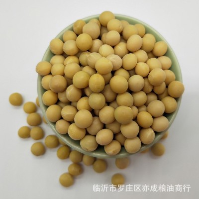 大黄豆批发东北大豆50斤笨黄豆黄大豆批发散装五谷杂粮大豆图2
