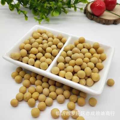 大黄豆批发东北大豆50斤笨黄豆黄大豆批发散装五谷杂粮大豆图3