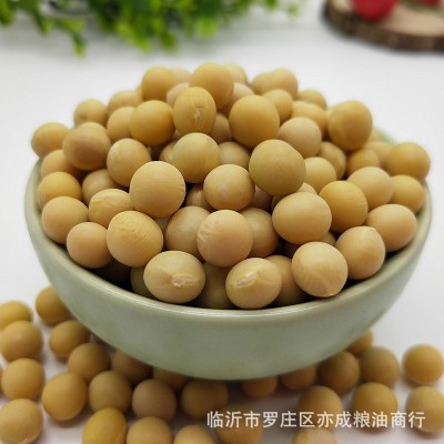 大黄豆批发东北大豆50斤笨黄豆黄大豆批发散装五谷杂粮大豆图4