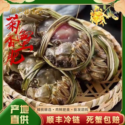 满黄全母鲜活大闸蟹 10只特大母螃蟹现货镇发海鲜水产礼盒图1
