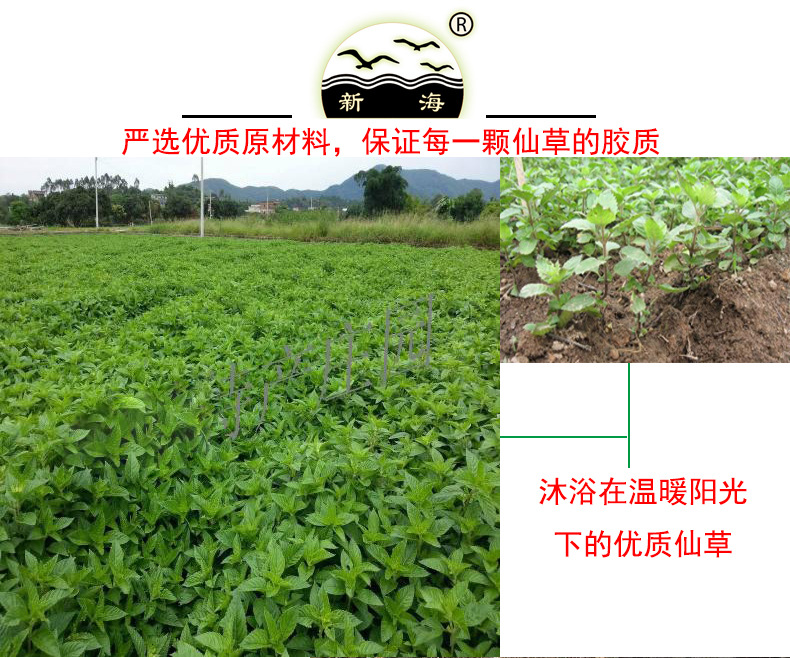 仙草种植1.jpg
