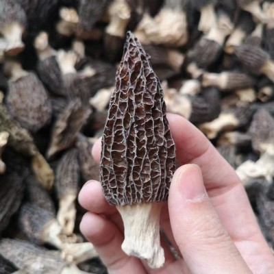 源头厂家头茬新货羊肚菌250克食用菌干货特产菌汤包酒店供餐饮食