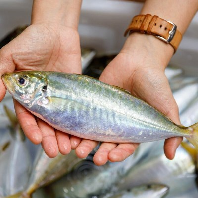 东山冰鲜巴浪鱼刺身海鲜海捕水产海鲜生鲜巴浪鱼活鲜速野生巴浪鱼图5