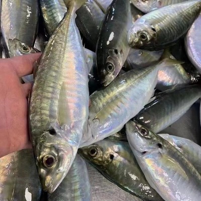 东山冰鲜巴浪鱼刺身海鲜海捕水产海鲜生鲜巴浪鱼活鲜速野生巴浪鱼图3