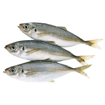 东山冰鲜巴浪鱼刺身海鲜海捕水产海鲜生鲜巴浪鱼活鲜速野生巴浪鱼图4