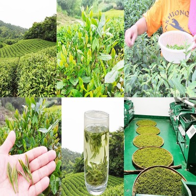 龙井茶叶自己喝2024年新茶龙井高山绿茶越乡龙井茶叶袋装250克批图3