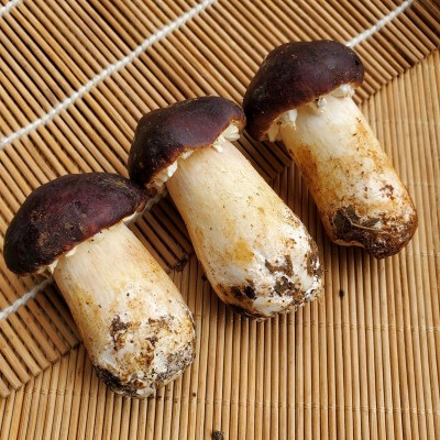 香格里拉新鲜松茸云南姬松茸新鲜松茸菇顺丰包邮 赤松茸图3