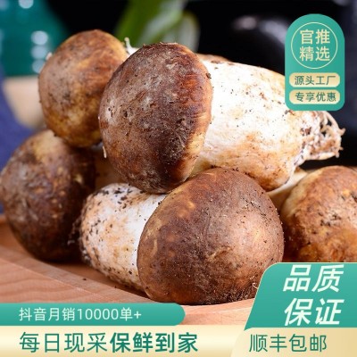 香格里拉新鲜松茸云南姬松茸新鲜松茸菇顺丰包邮 赤松茸