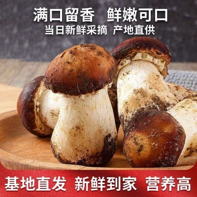 香格里拉新鲜松茸云南姬松茸新鲜松茸菇顺丰包邮 赤松茸图2