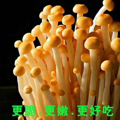 农家自种现摘新鲜黄色金针菇蔬菜食用菌火锅食材包邮现采金针菇图3