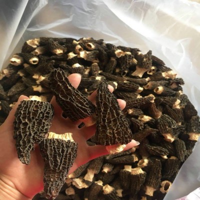 羊肚菌干货种植羊肚菌全剪柄5-7大个头云南特产 产地直销一手货源图3
