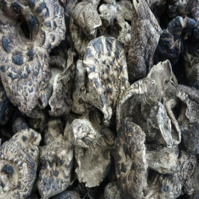 黑虎掌菌 3.0CM以上 出口资质 熊耳菌 香格里拉货 食用菌批发图5