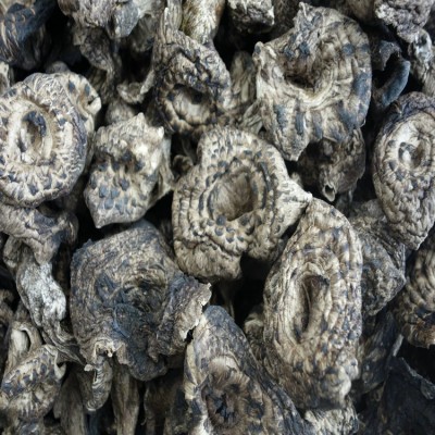黑虎掌菌 3.0CM以上 出口资质 熊耳菌 香格里拉货 食用菌批发图3