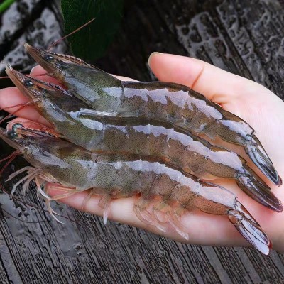 虾-白虾-盐冻大虾冷冻海捕白虾海虾海洋大虾批发商用零售顺丰发货图4
