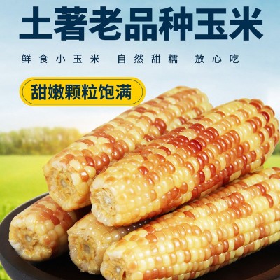 花糯小玉米西双版纳甜糯玉米包谷独立包装当季新鲜采摘真空装即食图2