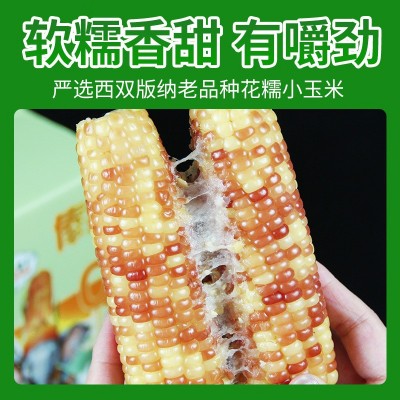 花糯小玉米西双版纳甜糯玉米包谷独立包装当季新鲜采摘真空装即食图1