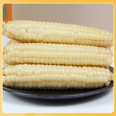 云南西双版纳拇指小玉米迷你手指糯玉米棒子宝宝营养代餐粗粮即食图4