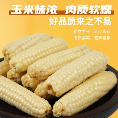 云南西双版纳拇指小玉米迷你手指糯玉米棒子宝宝营养代餐粗粮即食图1