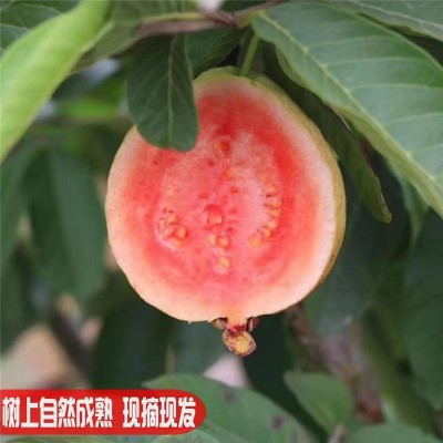 广西新鲜红心芭乐1/2/3/5/9斤热带水果一件代发整箱香甜番石榴图3