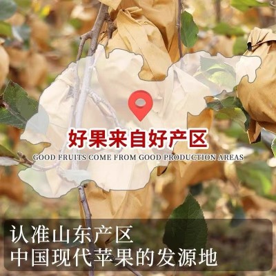 烟台黄金奶油富士苹果新鲜苹果应季水果冰糖心脆甜产地直发代发图3