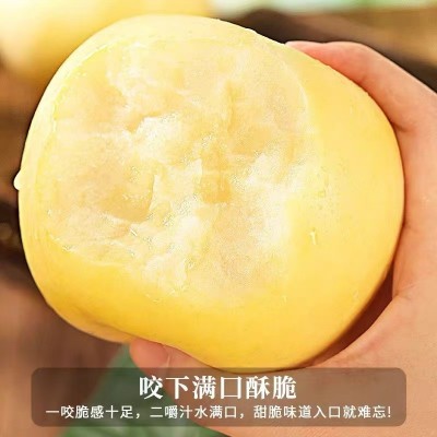 烟台黄金奶油富士苹果新鲜苹果应季水果冰糖心脆甜产地直发代发图2