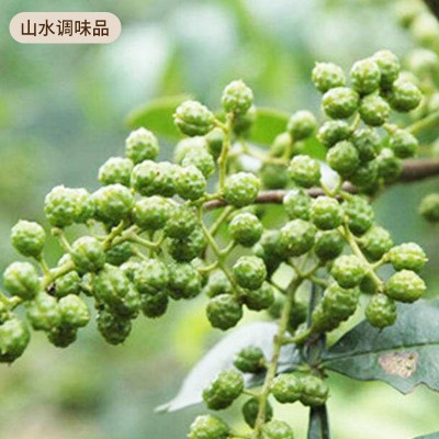 济南厂家出口袋装青花椒生麻椒鲜青鲜花椒商用四川产青麻椒粒批发图3