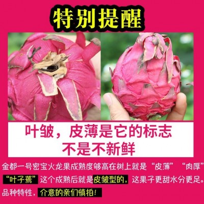 源头供应金都一号红心火龙果新鲜水果包邮一件代发图2