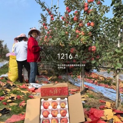 山地苹果脆甜多汁产地直发苹果中的新鲜应季水果国产脆香丰收图3