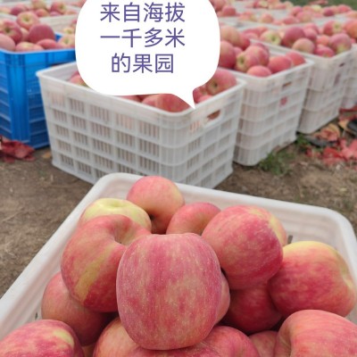 山地苹果脆甜多汁产地直发苹果中的新鲜应季水果国产脆香丰收图2