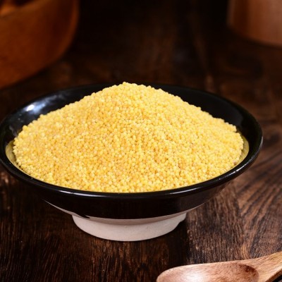 高原黄小米 农家五谷杂粮食用 散装500g 低温烘焙图2