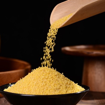 高原黄小米 农家五谷杂粮食用 散装500g 低温烘焙图4
