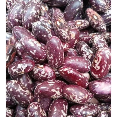 当季花四季豆供应批发 紫花芸豆 饭豆 红腰豆农场直供图5
