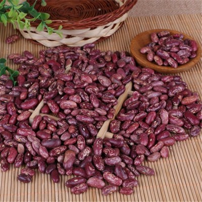 当季花四季豆供应批发 紫花芸豆 饭豆 红腰豆农场直供图2
