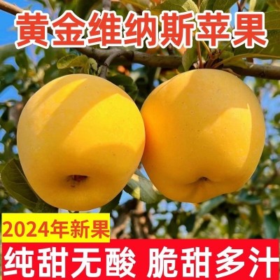 黄金维纳斯苹果新鲜水果正宗当季整箱甜奶油苹果山东孕妇烟台时令图2